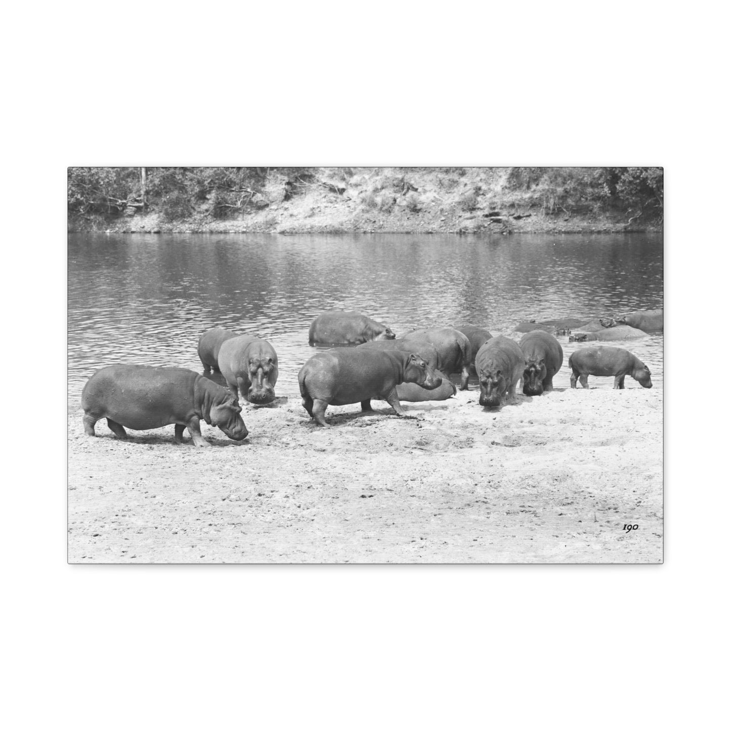 Hippopotamus Matte Canvas, Stretched, 1.25"