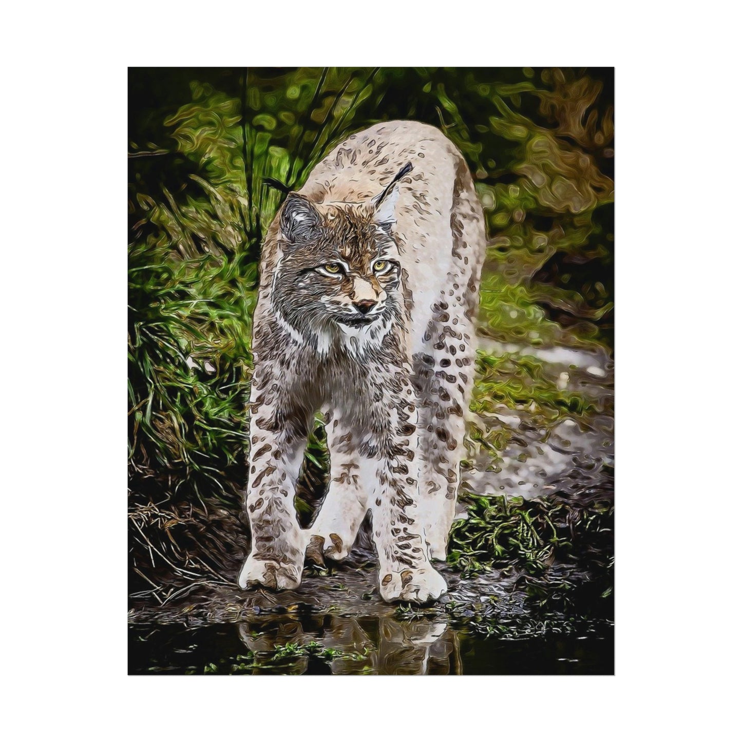 Bobcat Rolled Posters