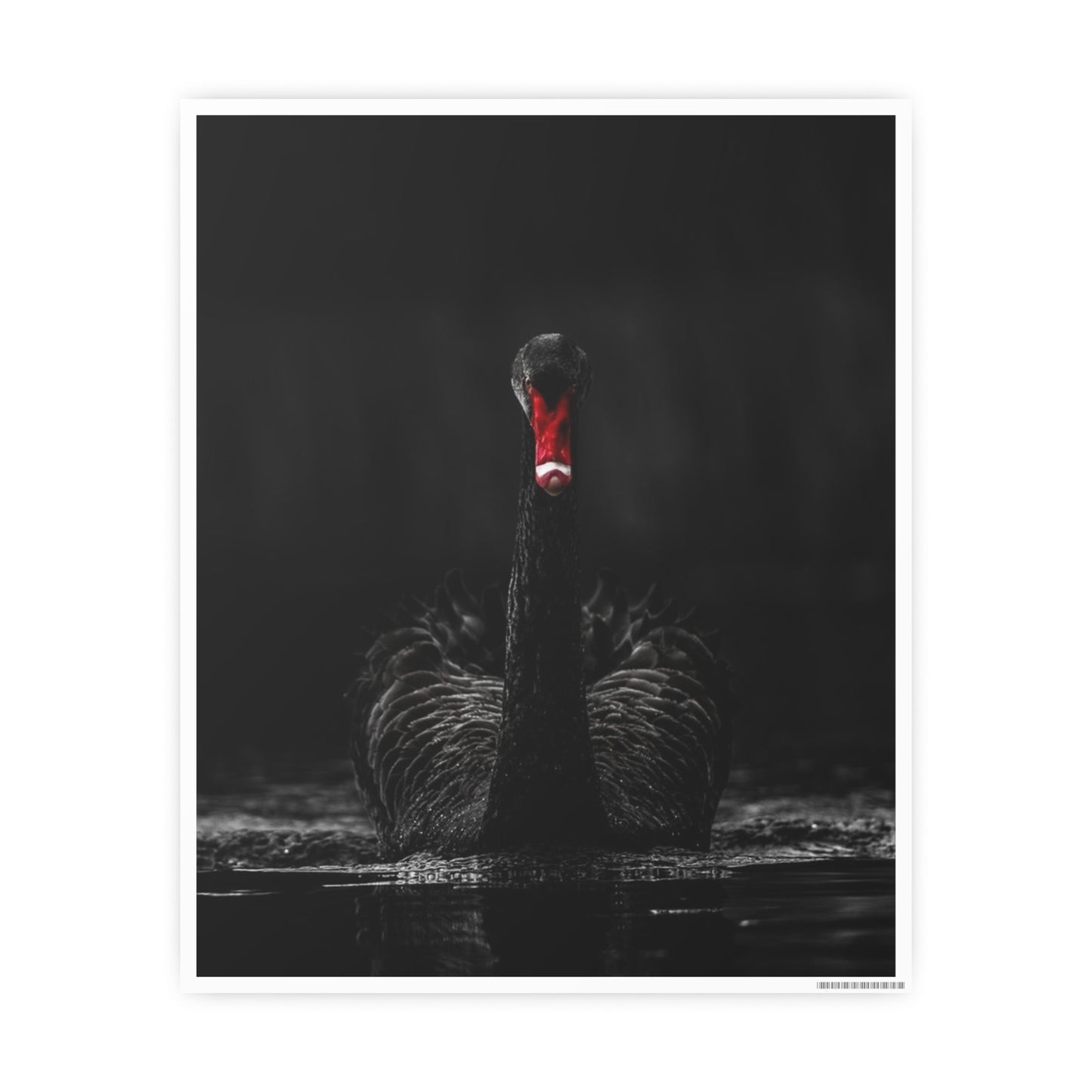 Black Swan Photo Art Paper Posters