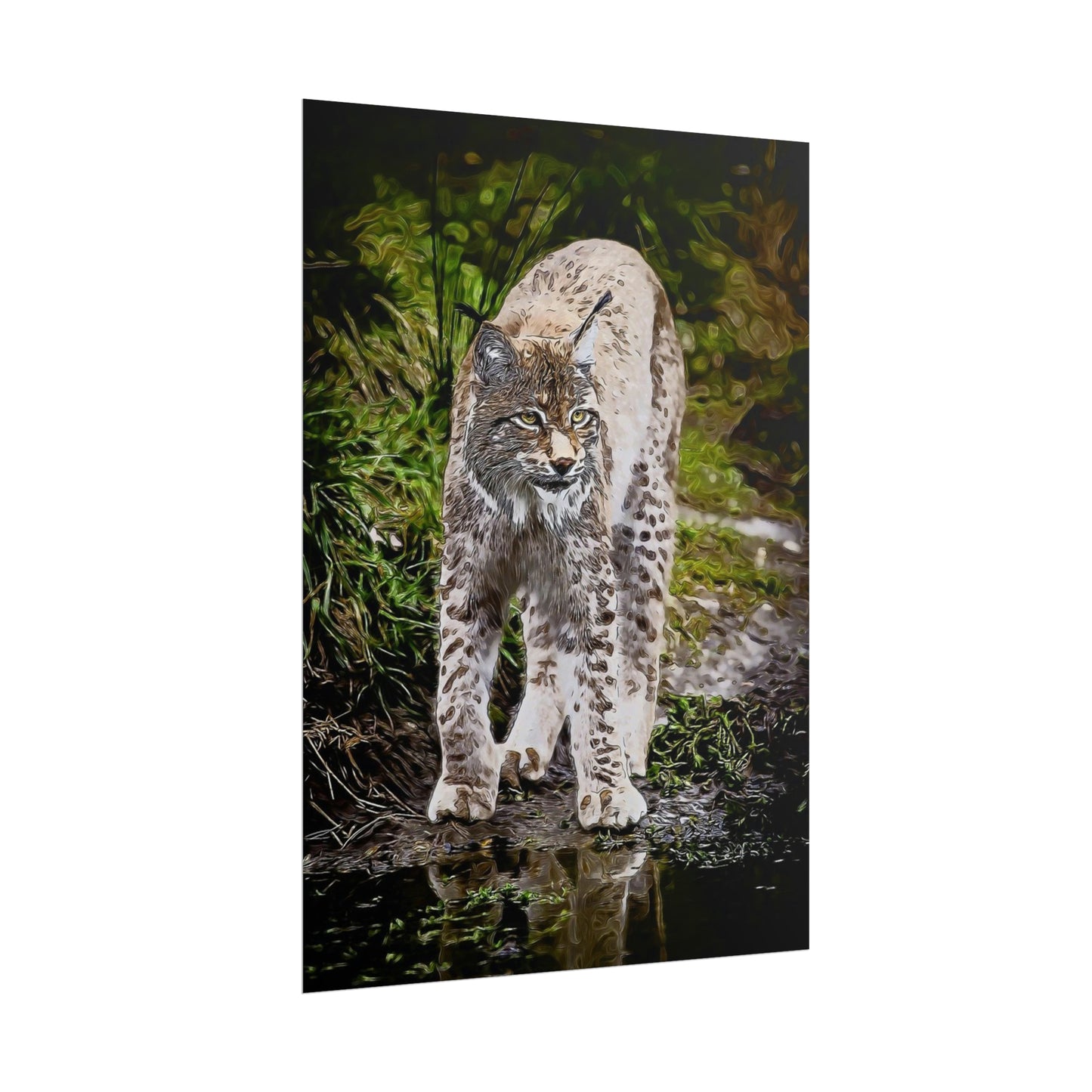 Bobcat Rolled Posters