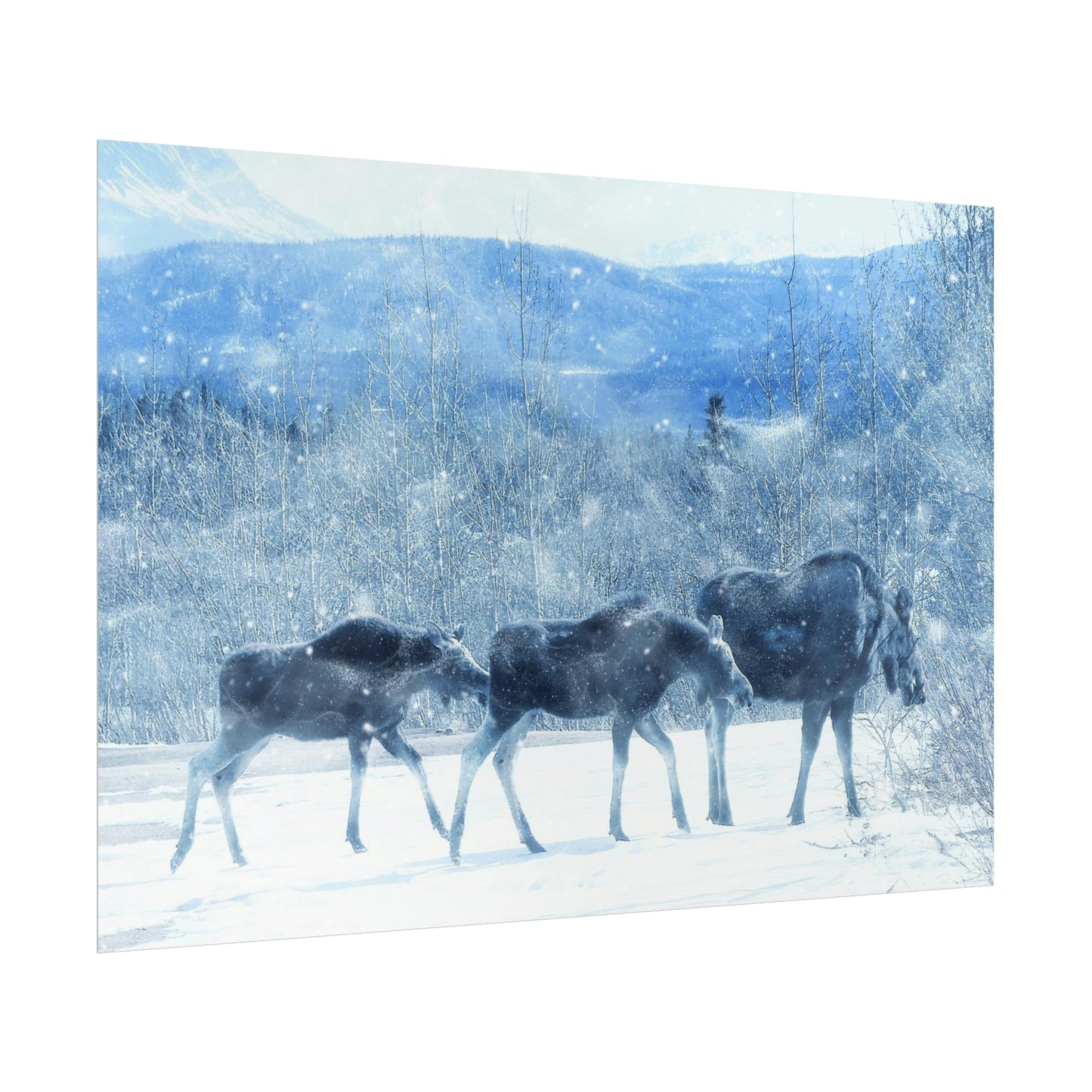 Moose Rolled Posters