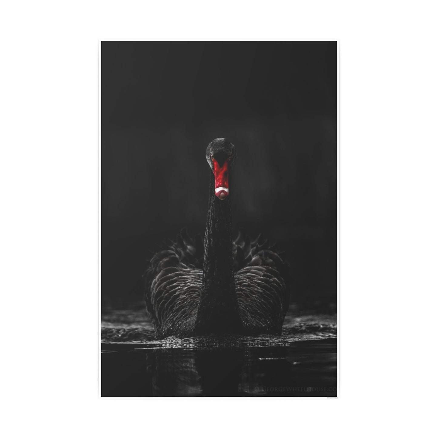 Black Swan Photo Art Paper Posters