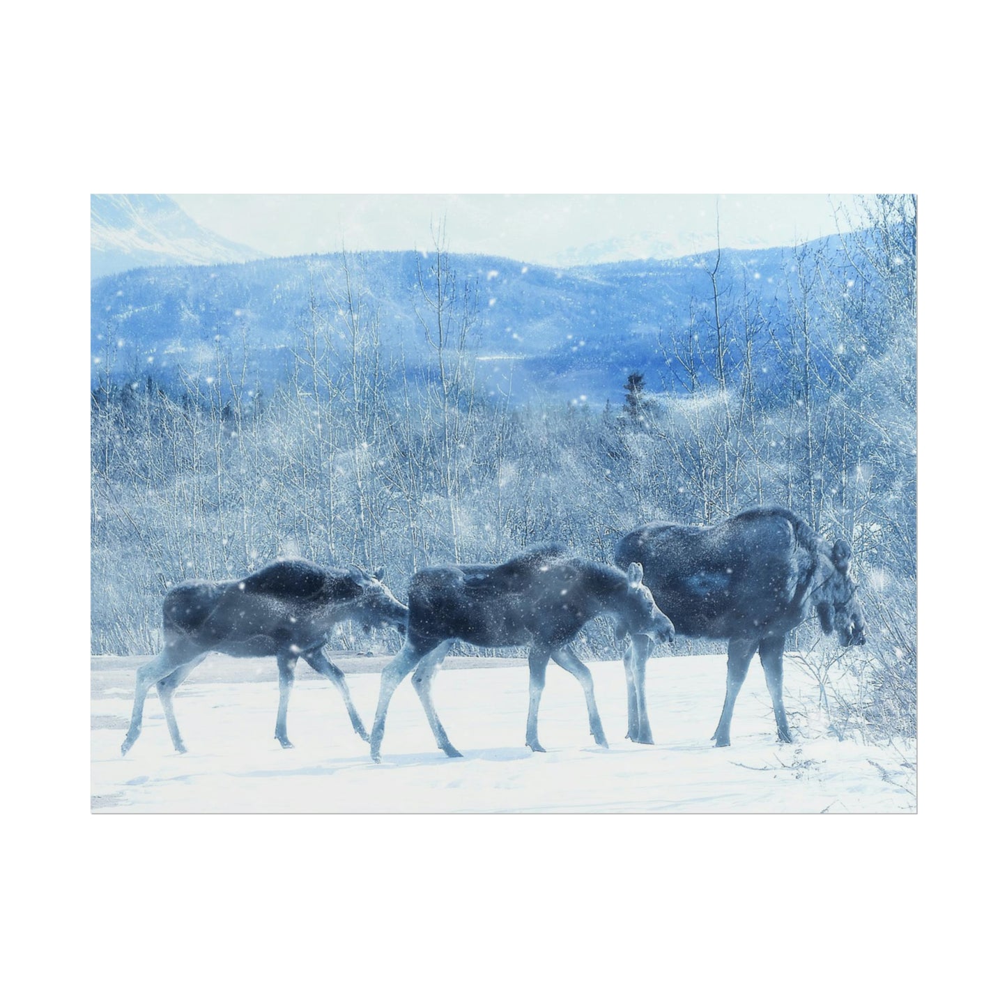 Moose Rolled Posters