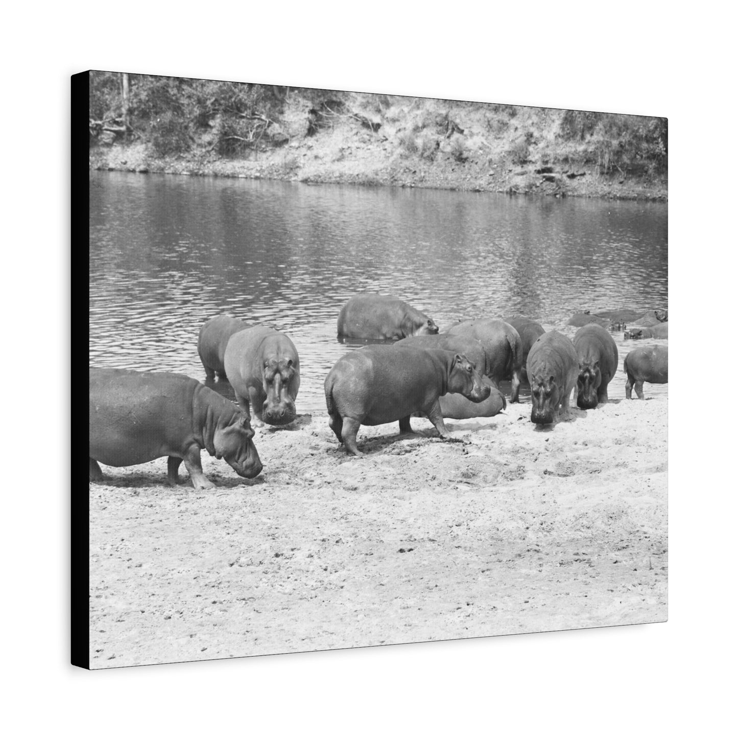 Hippopotamus Matte Canvas, Stretched, 1.25"