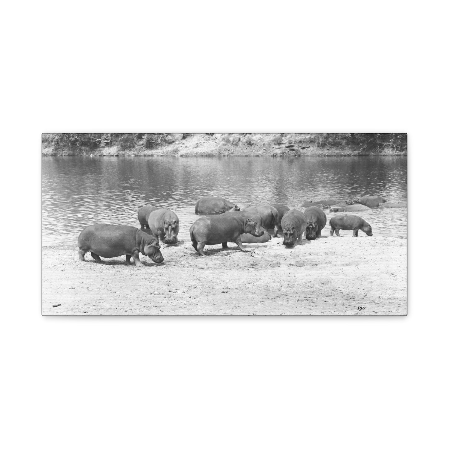 Hippopotamus Matte Canvas, Stretched, 1.25"