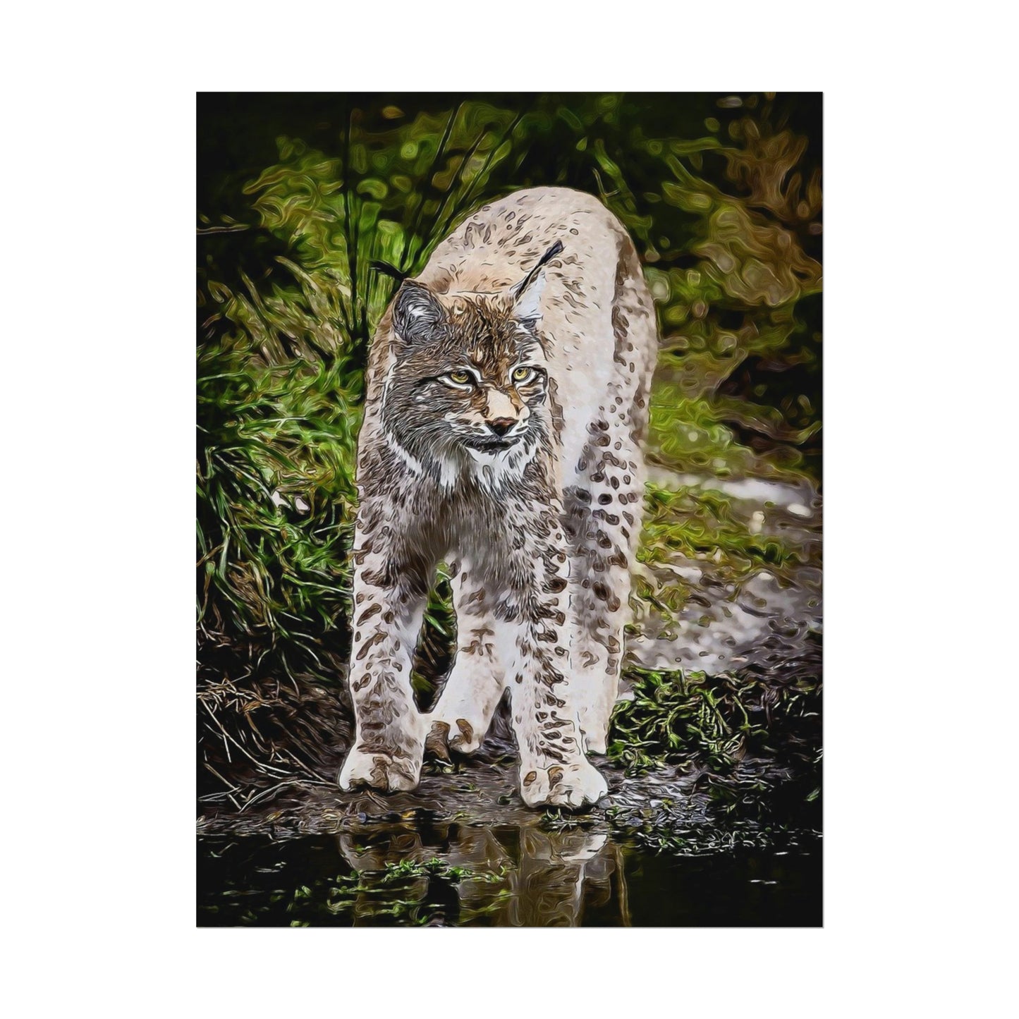 Bobcat Rolled Posters