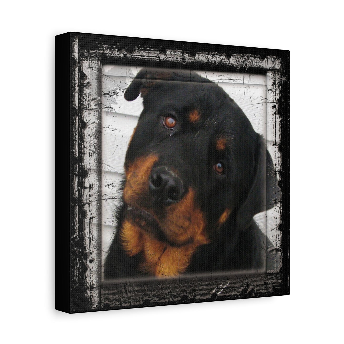 Rotweiller Matte Canvas, Stretched, 1.25"