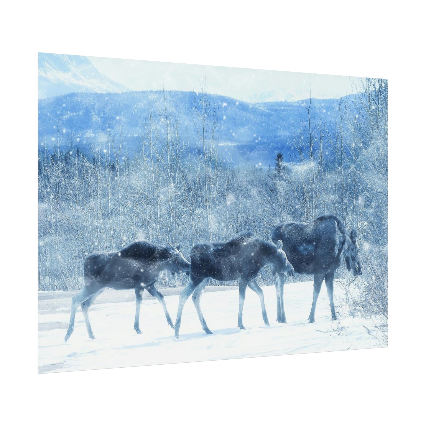 Moose Rolled Posters