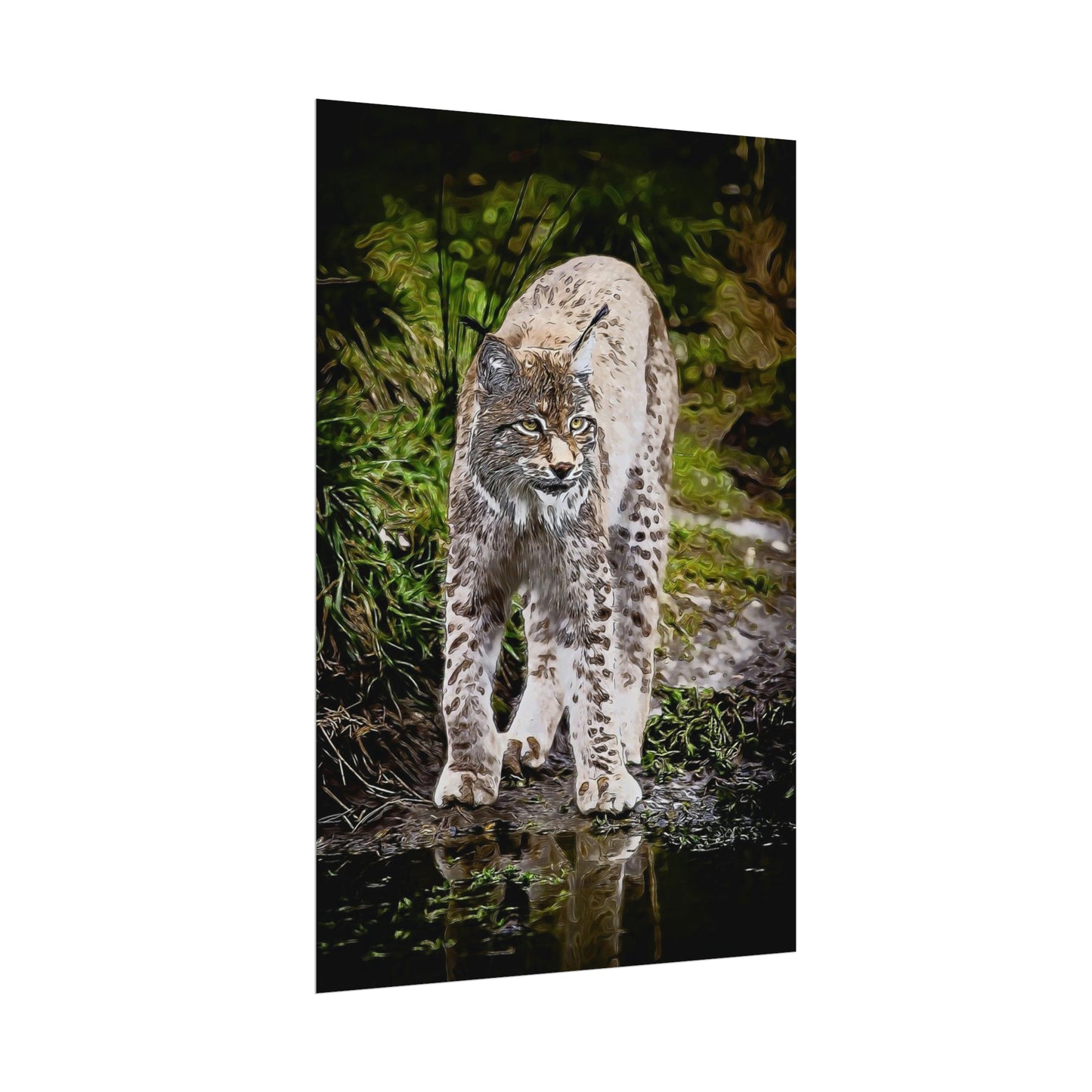 Bobcat Rolled Posters