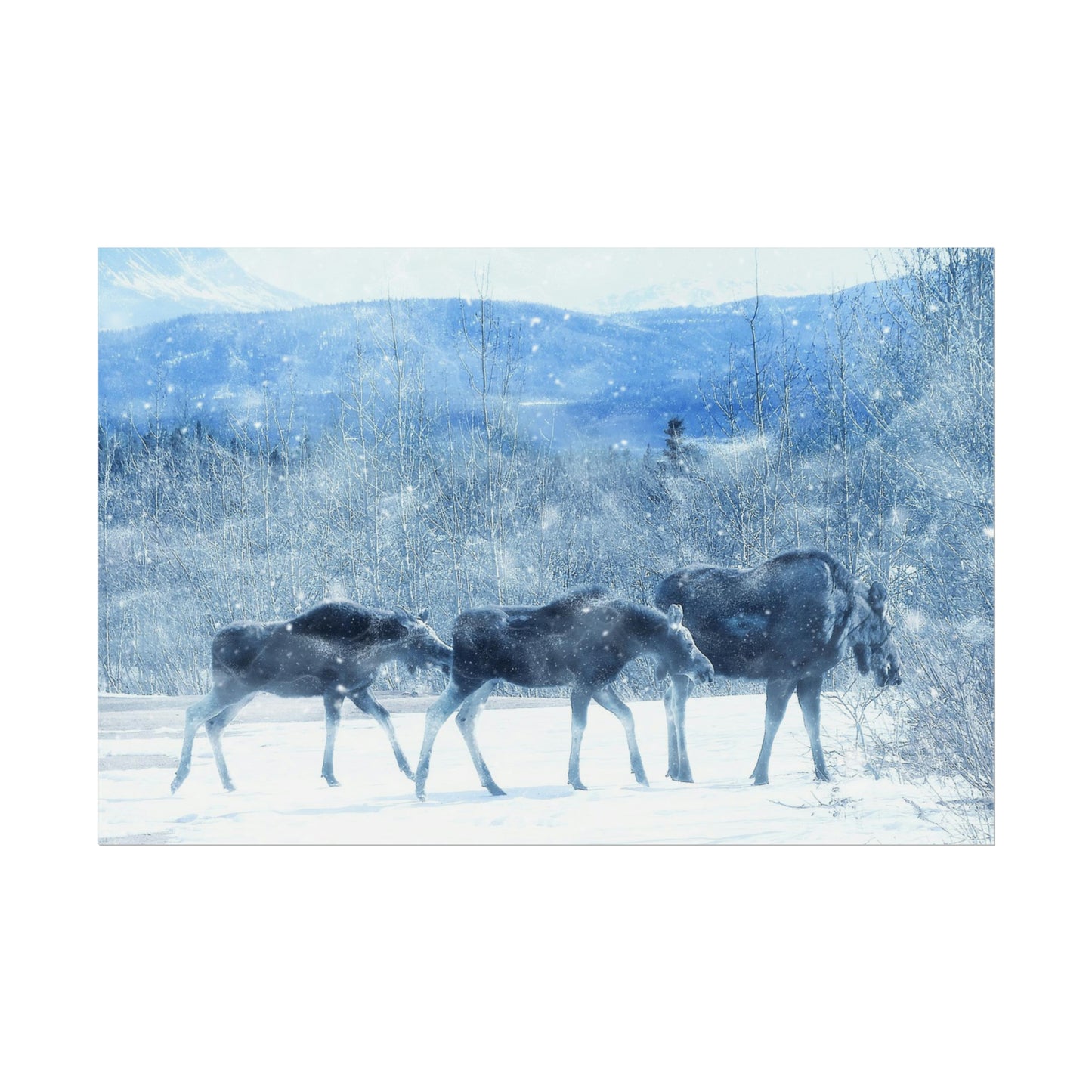 Moose Rolled Posters
