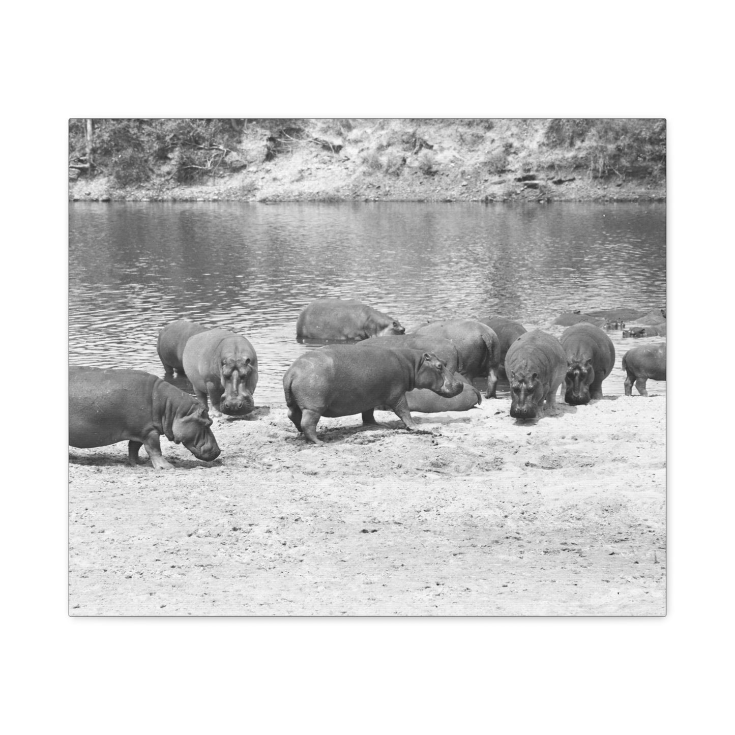 Hippopotamus Matte Canvas, Stretched, 1.25"