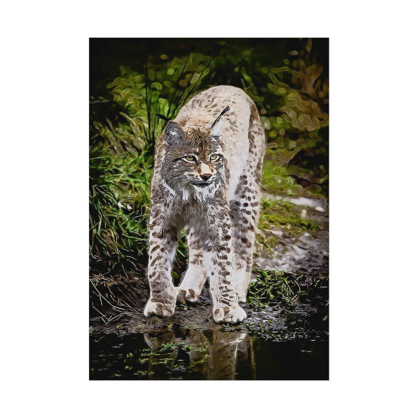 Bobcat Rolled Posters