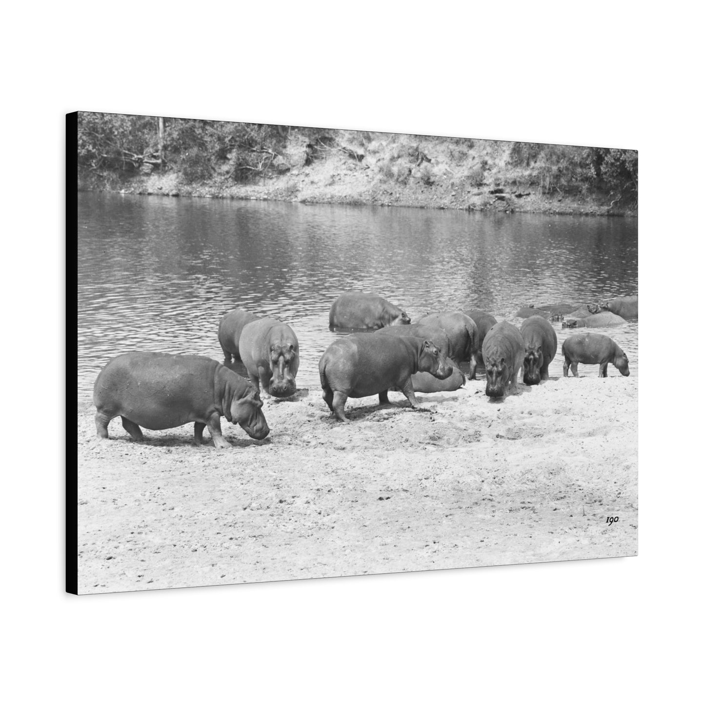 Hippopotamus Matte Canvas, Stretched, 1.25"