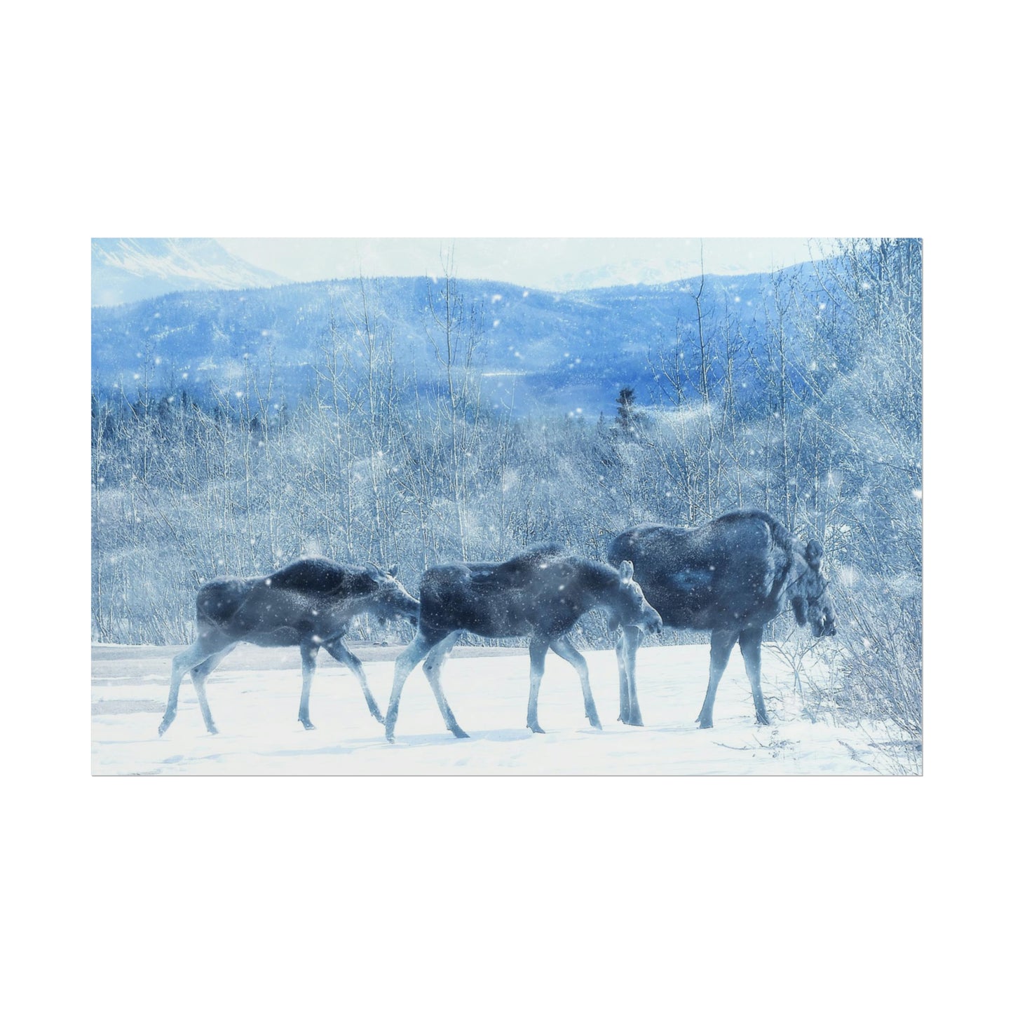 Moose Rolled Posters