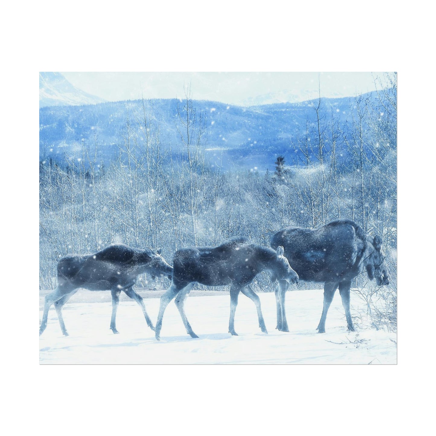 Moose Rolled Posters