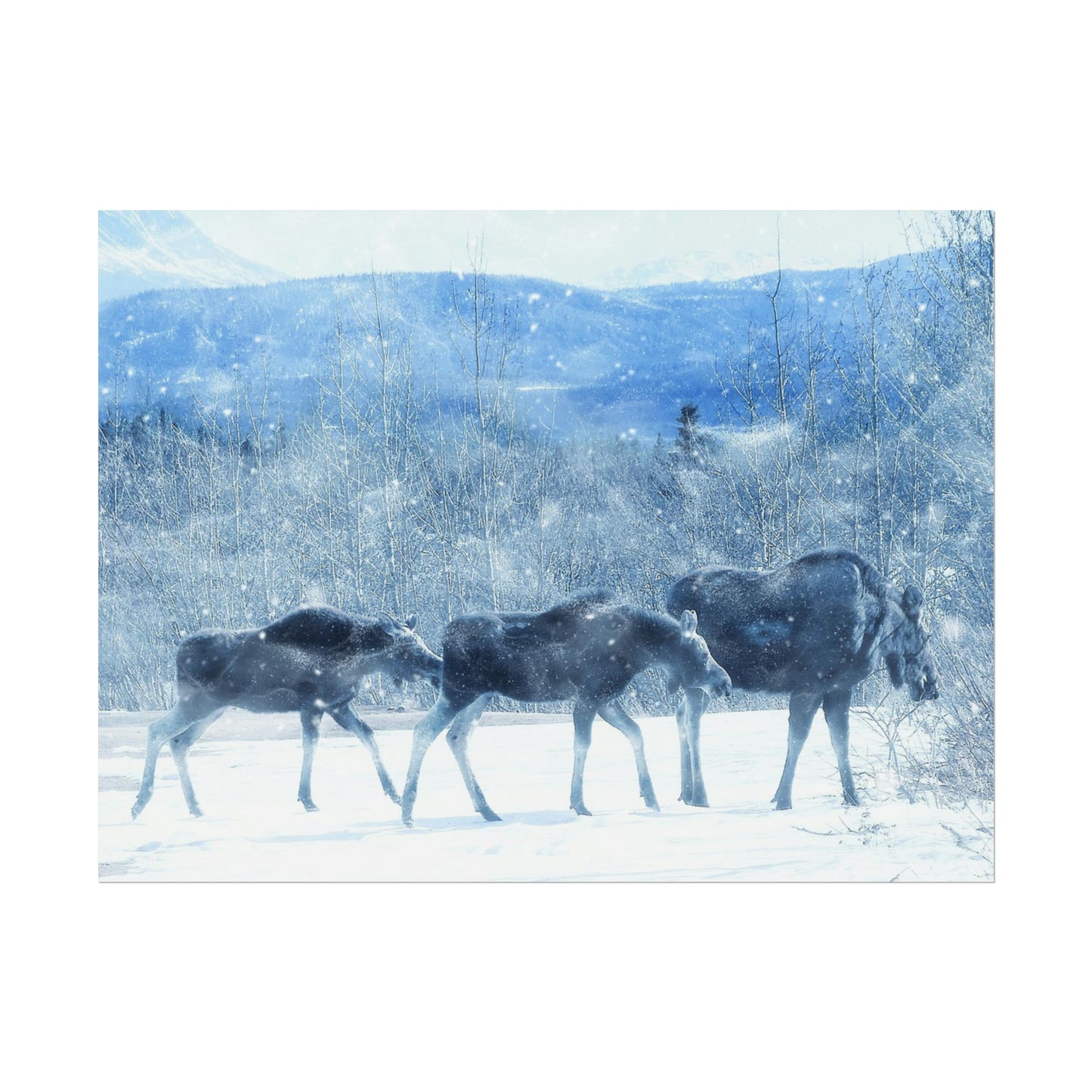 Moose Rolled Posters