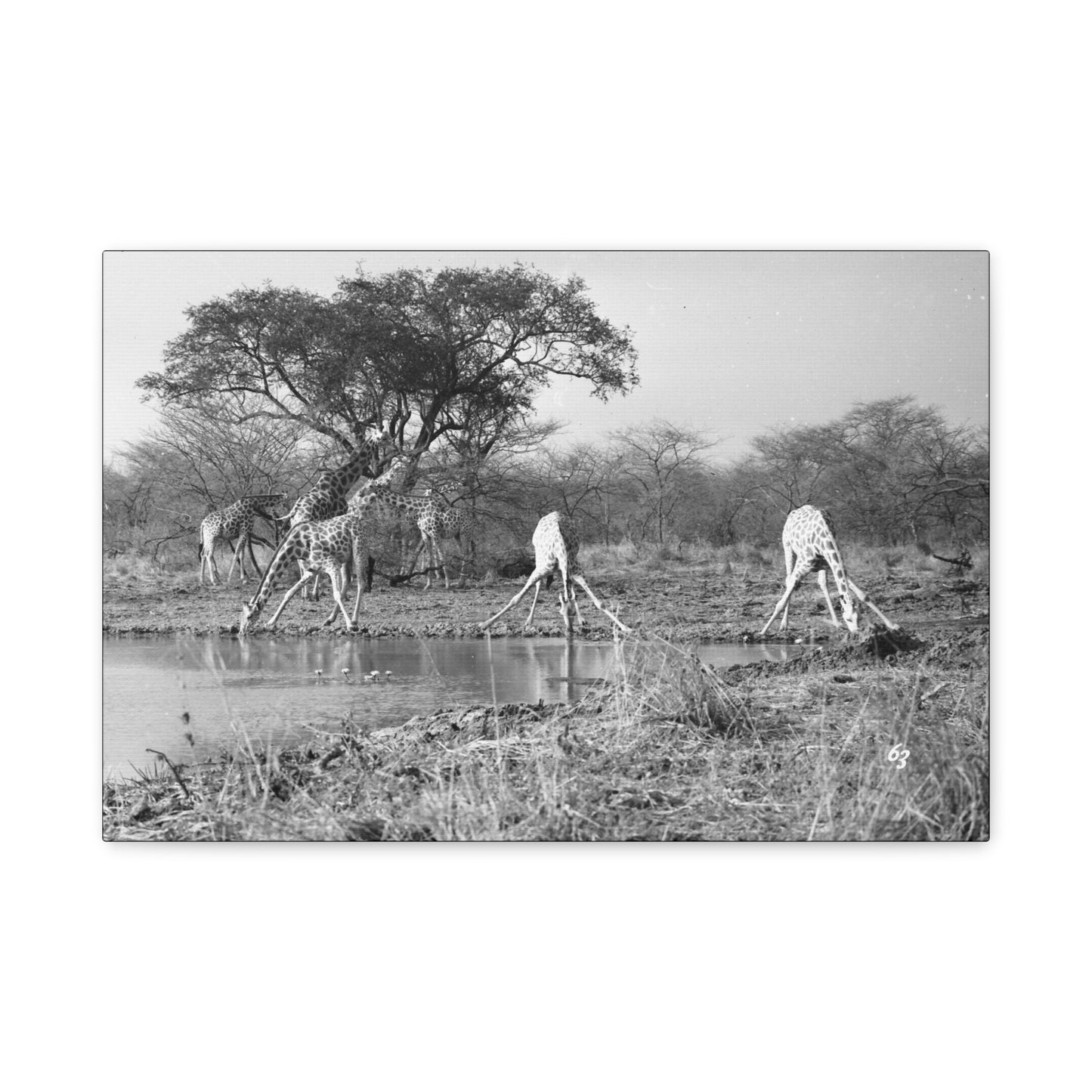 Girafe Matte Canvas, Stretched, 1.25"