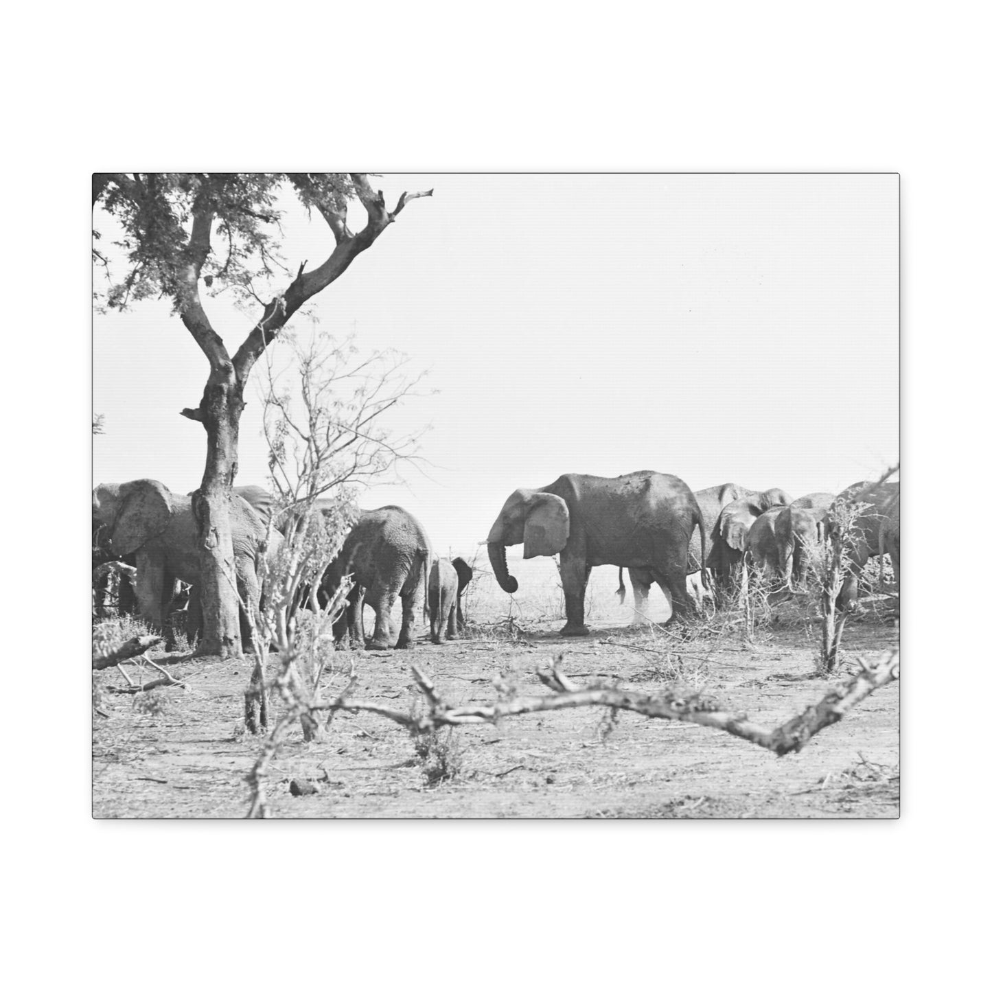Elephants Matte Canvas, Stretched, 1.25"