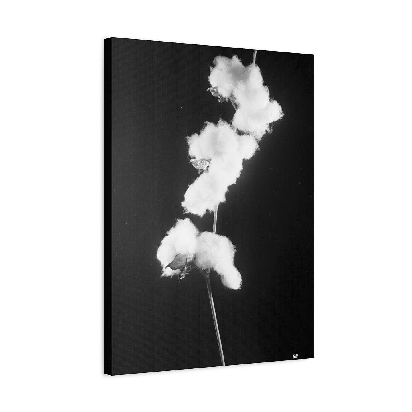 Cotton Matte Canvas, Stretched, 1.25"