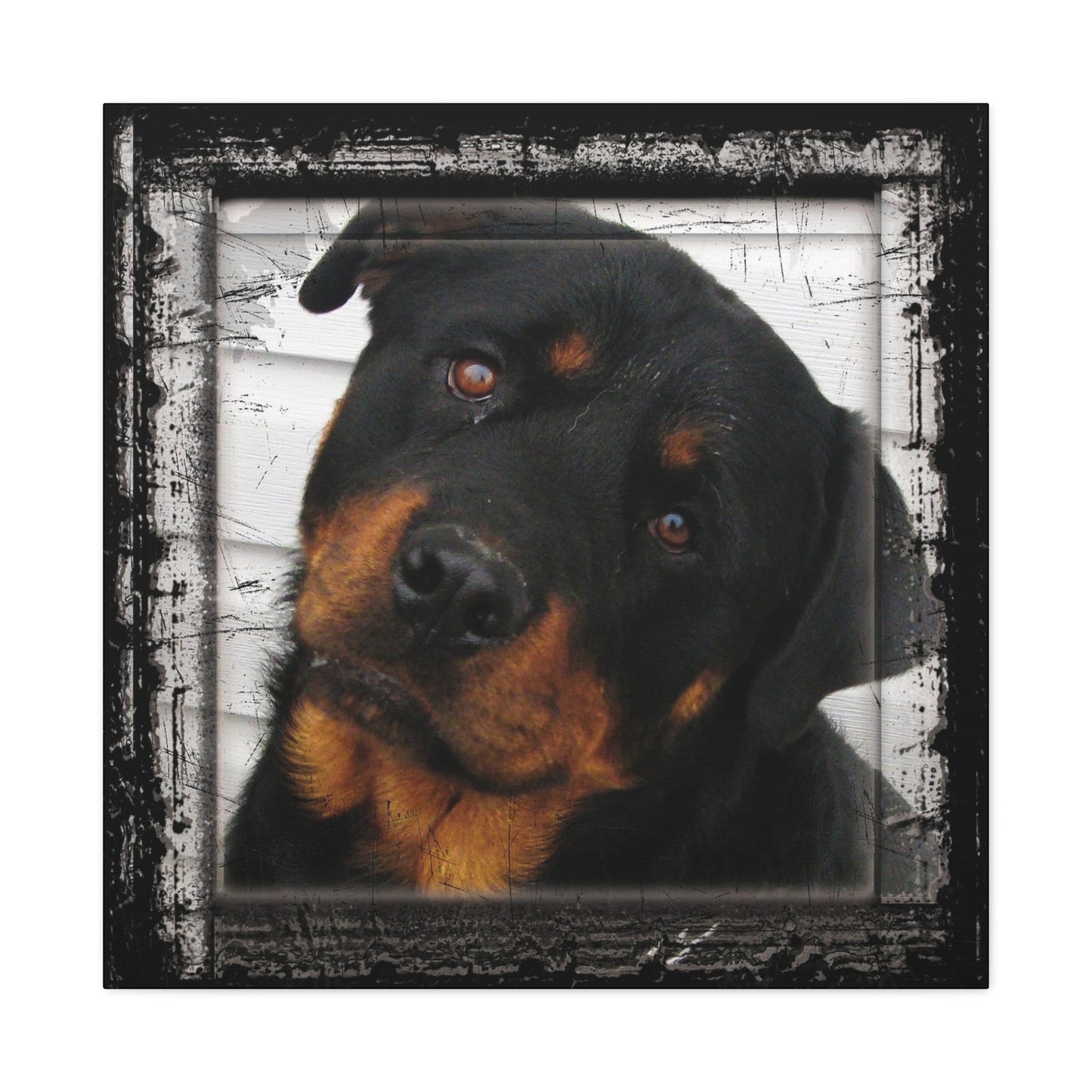 Rotweiller Matte Canvas, Stretched, 1.25"