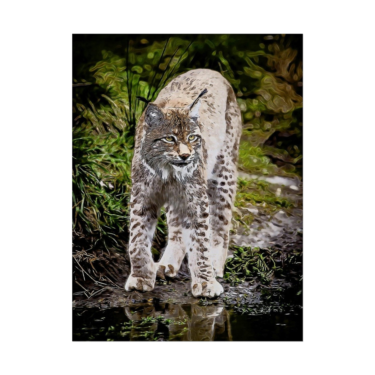 Bobcat Rolled Posters