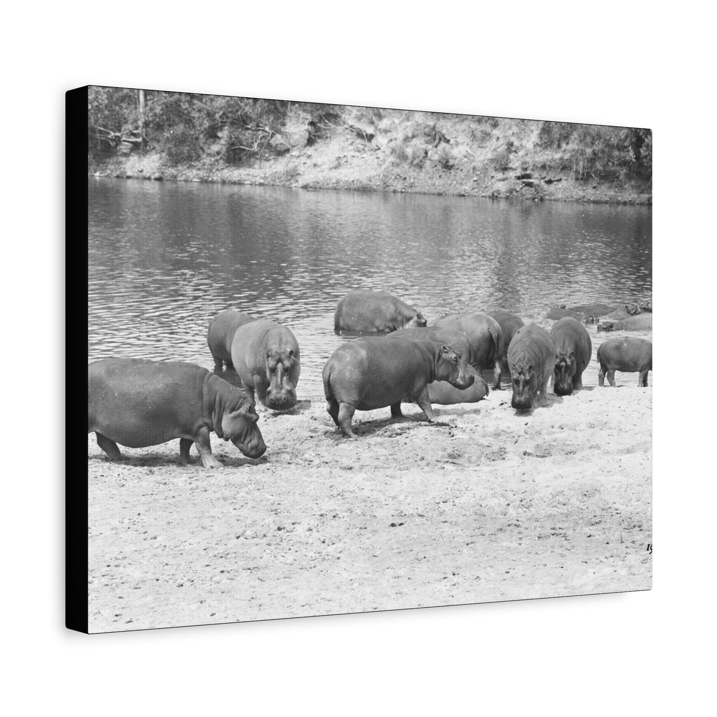 Hippopotamus Matte Canvas, Stretched, 1.25"