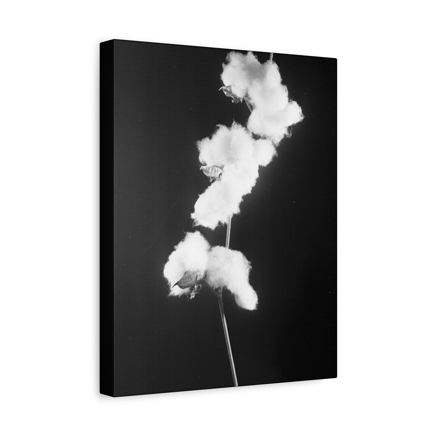 Cotton Matte Canvas, Stretched, 1.25"