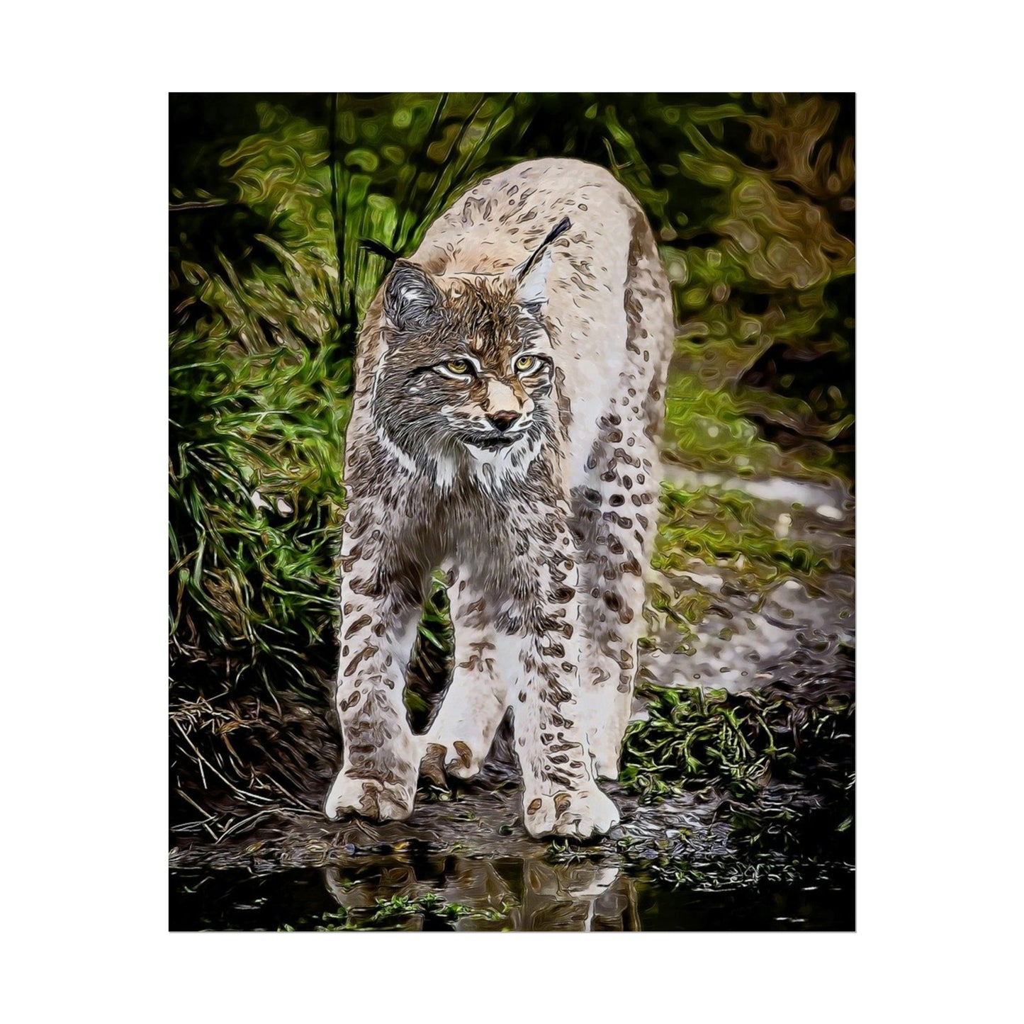 Bobcat Rolled Posters