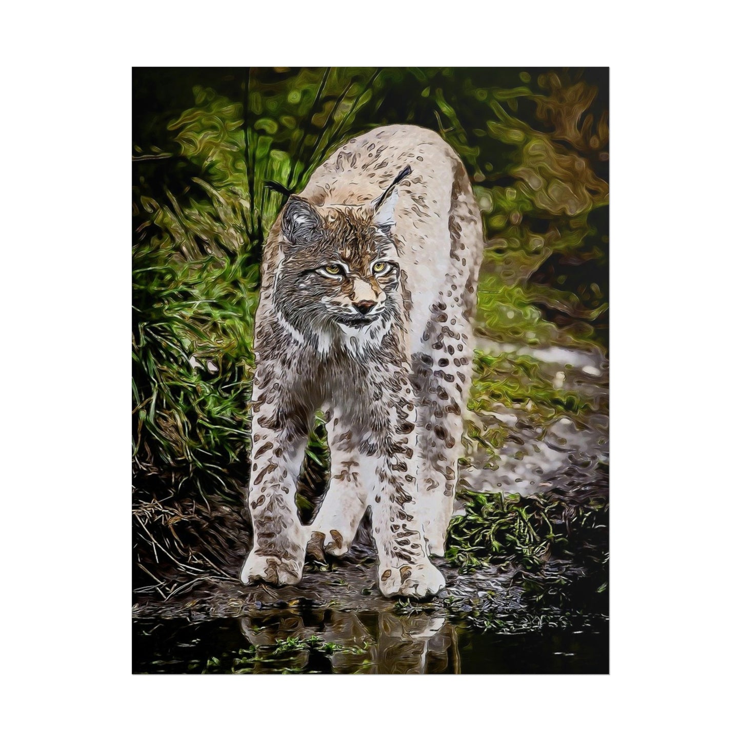 Bobcat Rolled Posters