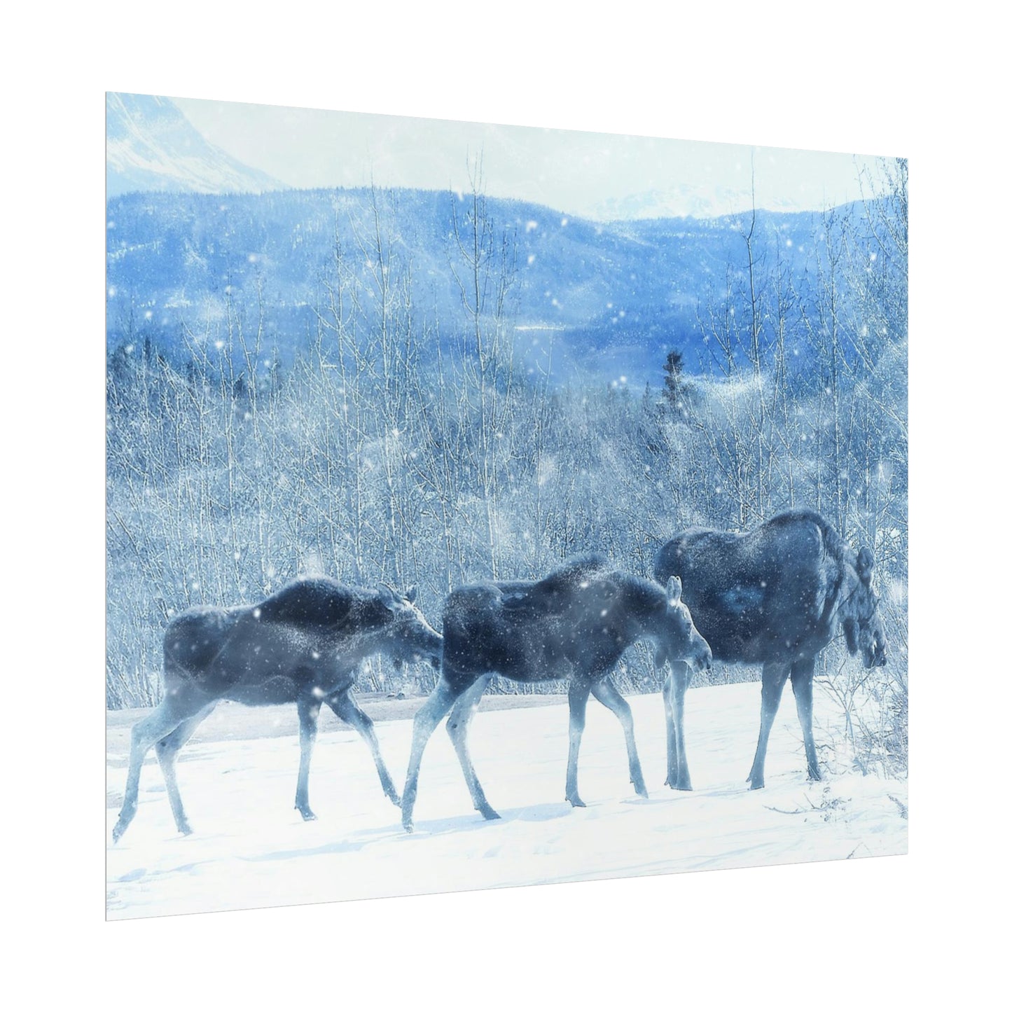 Moose Rolled Posters