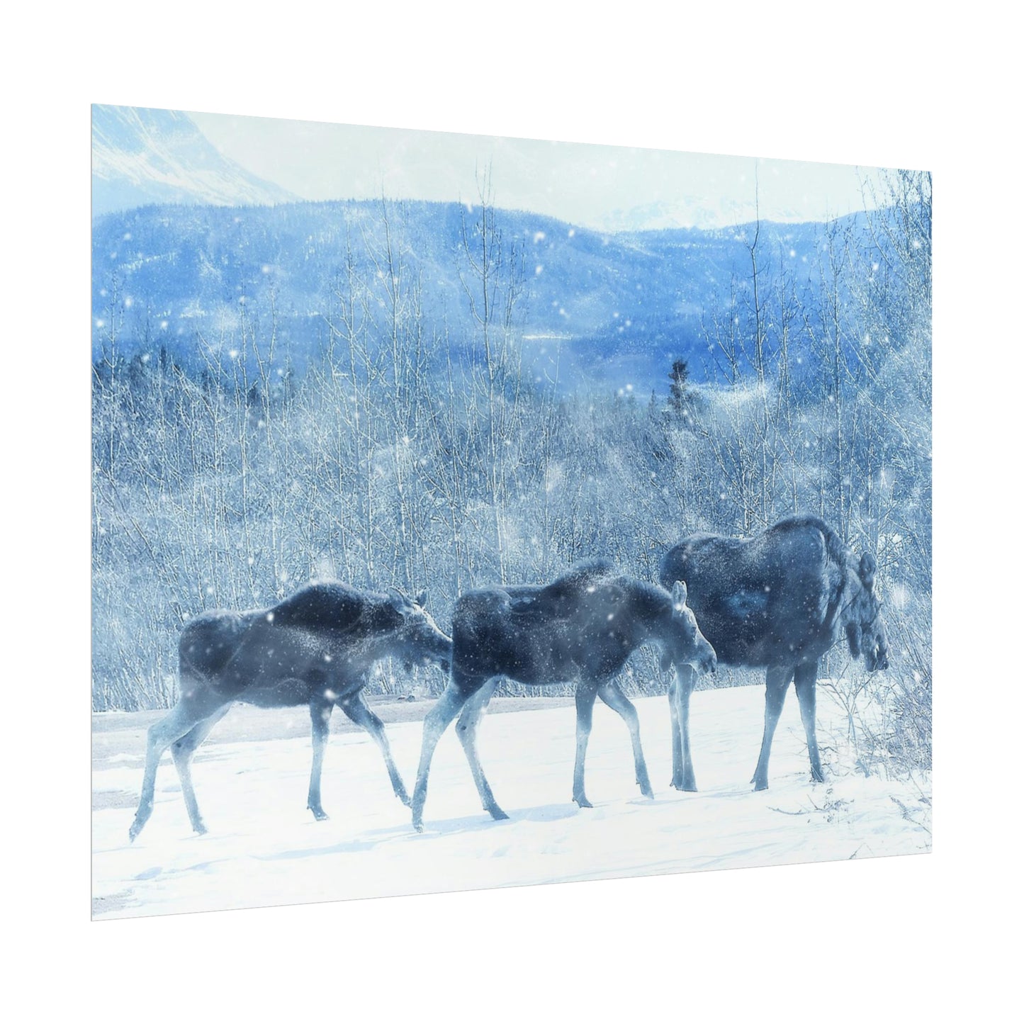 Moose Rolled Posters