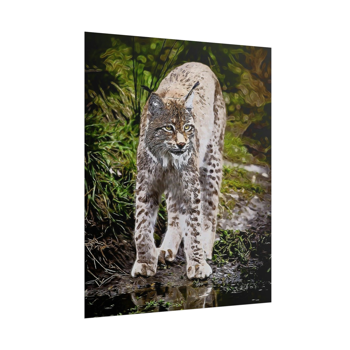 Bobcat Rolled Posters