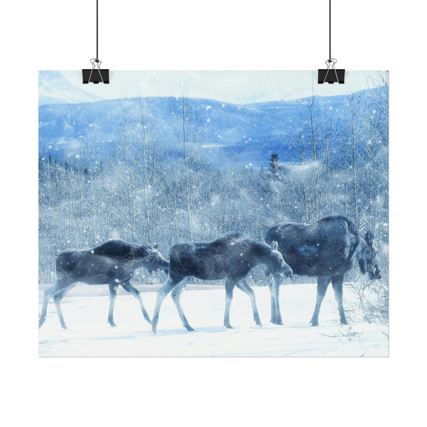 Moose Rolled Posters