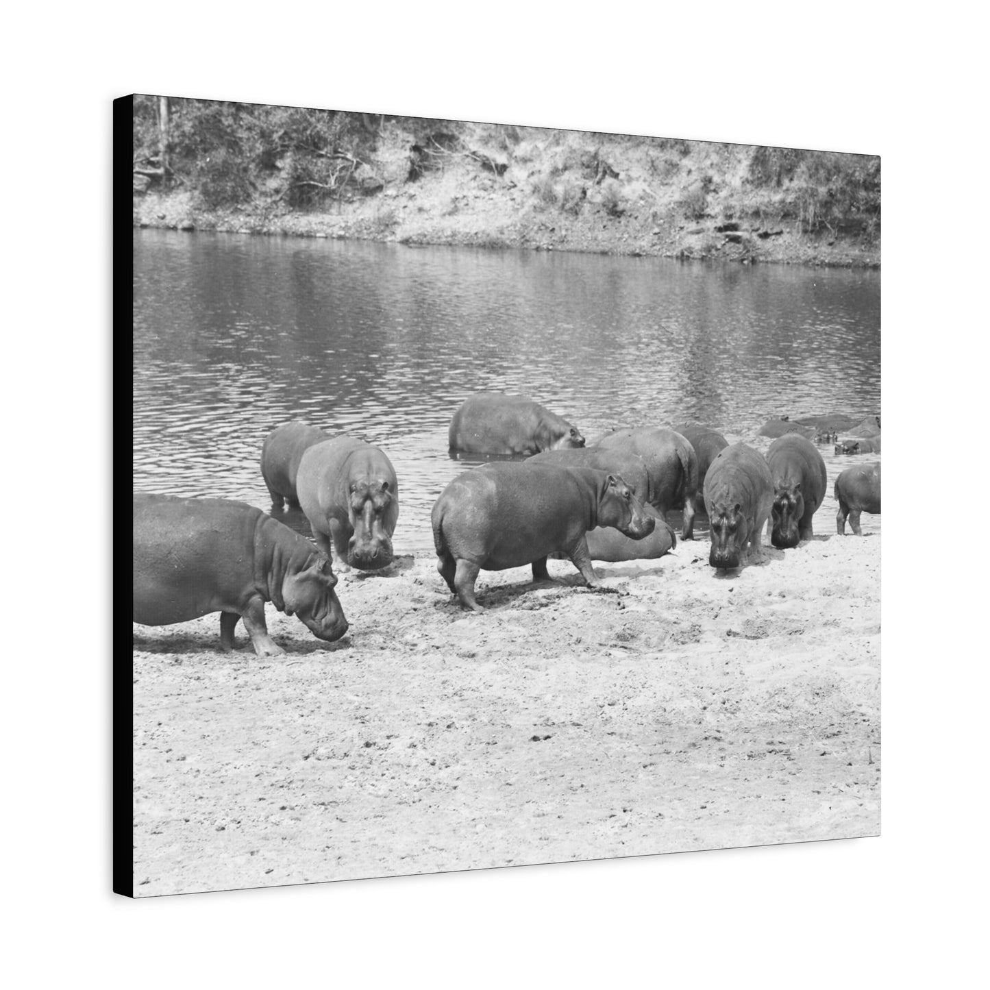 Hippopotamus Matte Canvas, Stretched, 1.25"