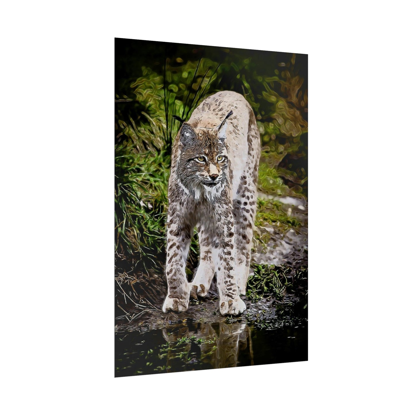 Bobcat Rolled Posters