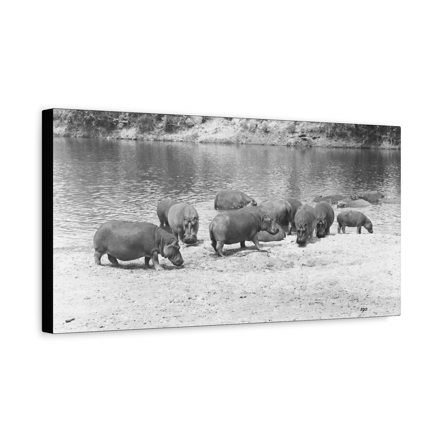 Hippopotamus Matte Canvas, Stretched, 1.25"