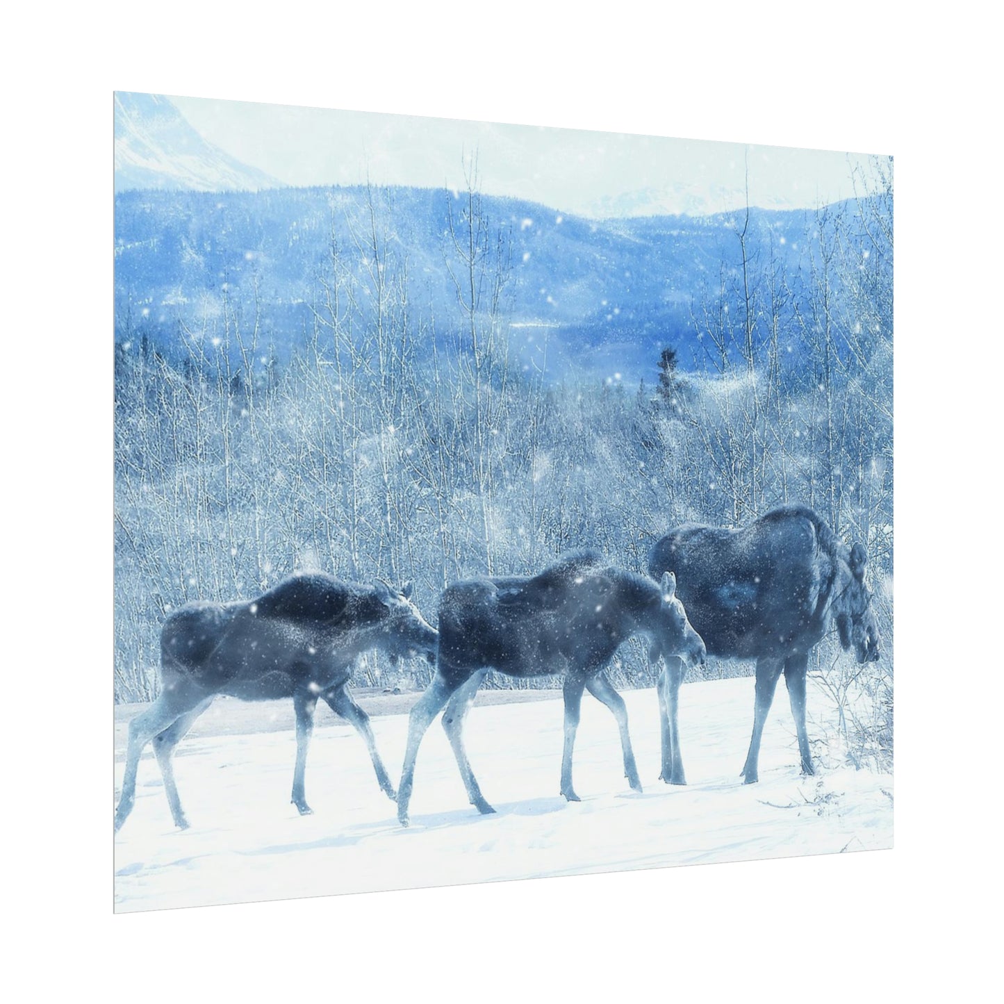 Moose Rolled Posters