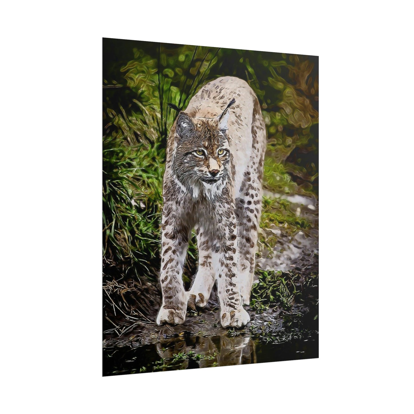 Bobcat Rolled Posters