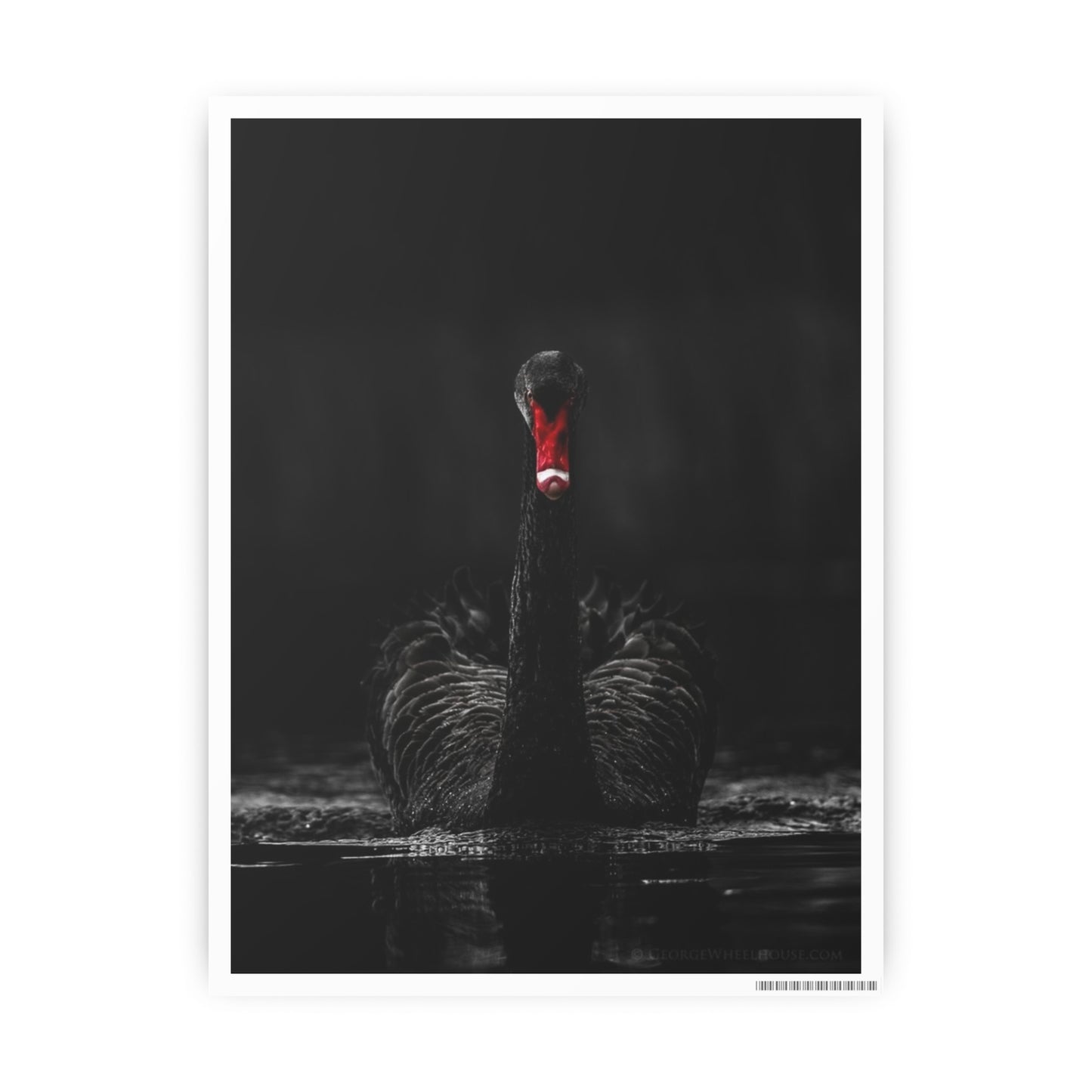 Black Swan Photo Art Paper Posters
