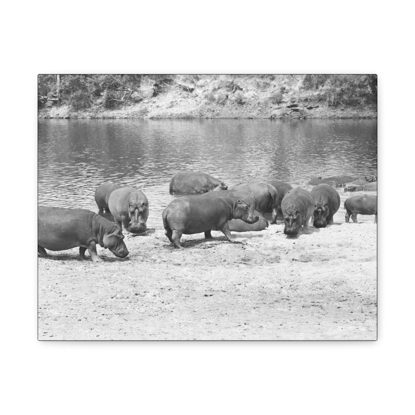 Hippopotamus Matte Canvas, Stretched, 1.25"