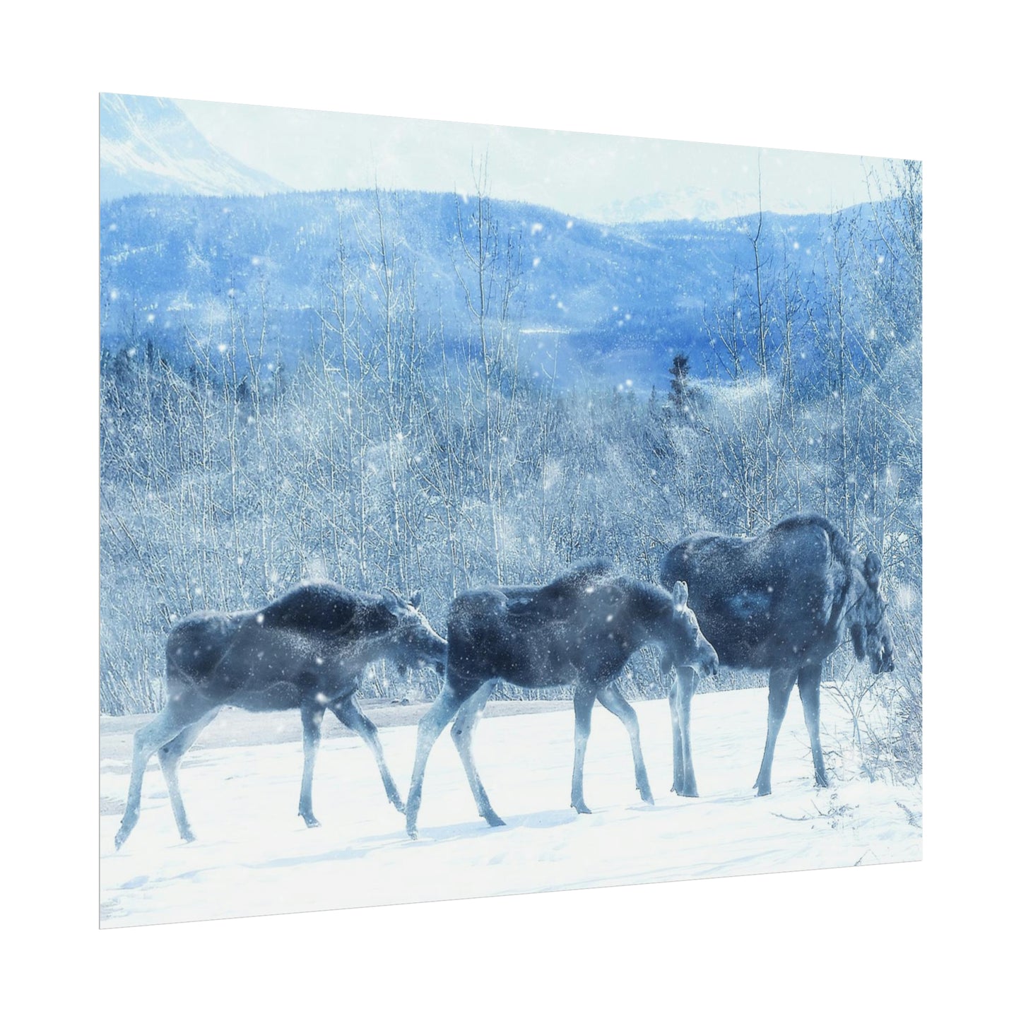 Moose Rolled Posters