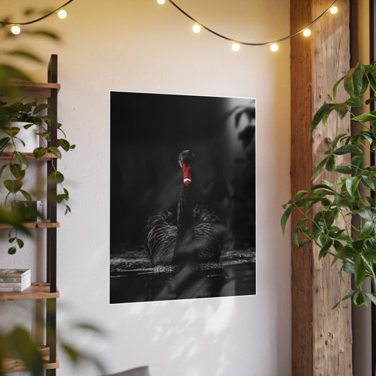 Black Swan Photo Art Paper Posters