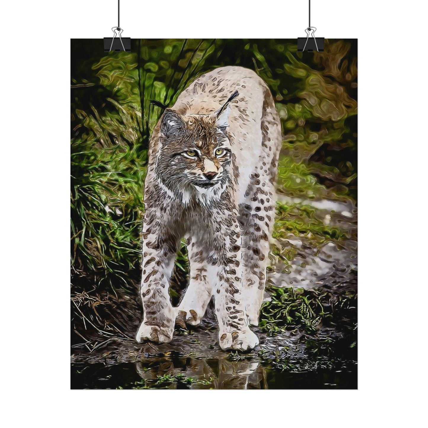 Bobcat Rolled Posters