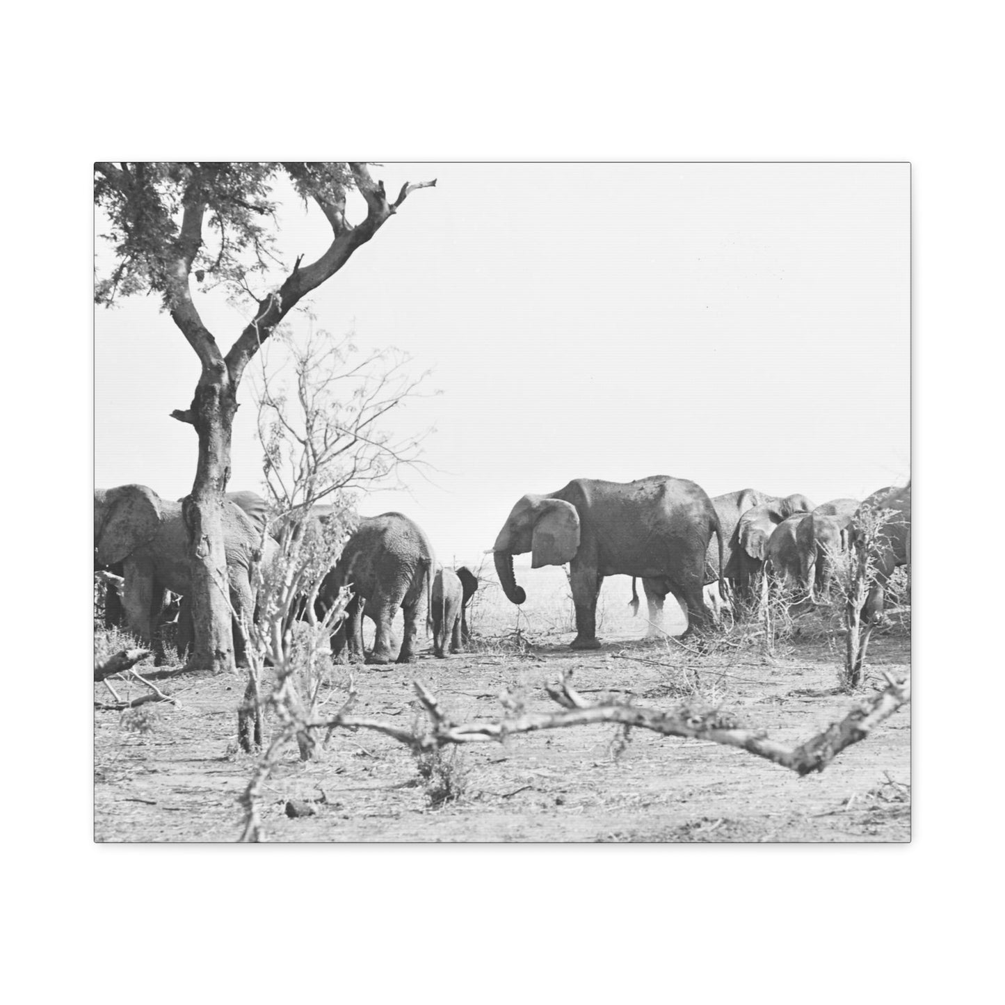 Elephants Matte Canvas, Stretched, 1.25"
