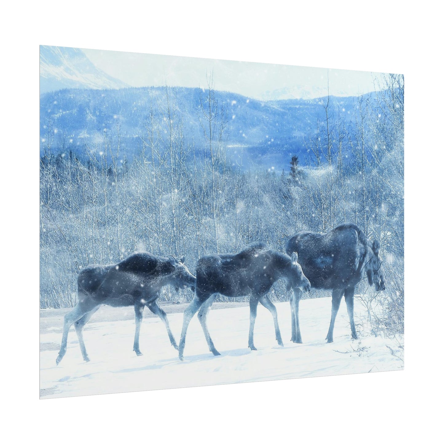 Moose Rolled Posters