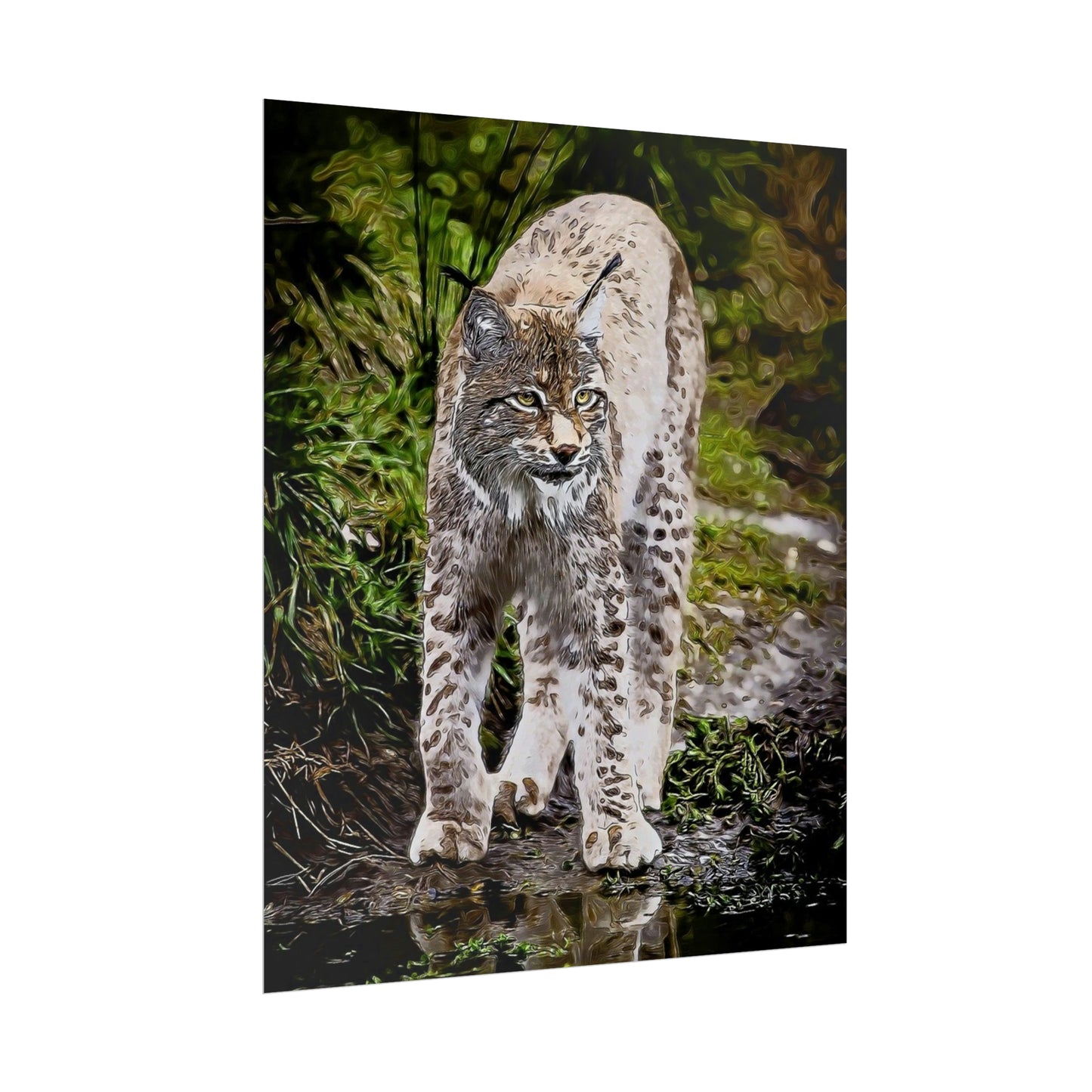 Bobcat Rolled Posters