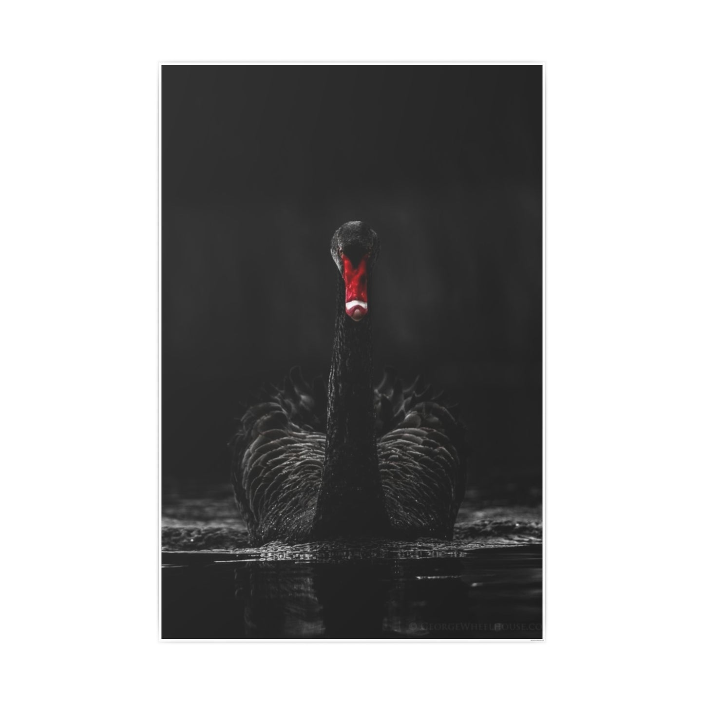 Black Swan Photo Art Paper Posters