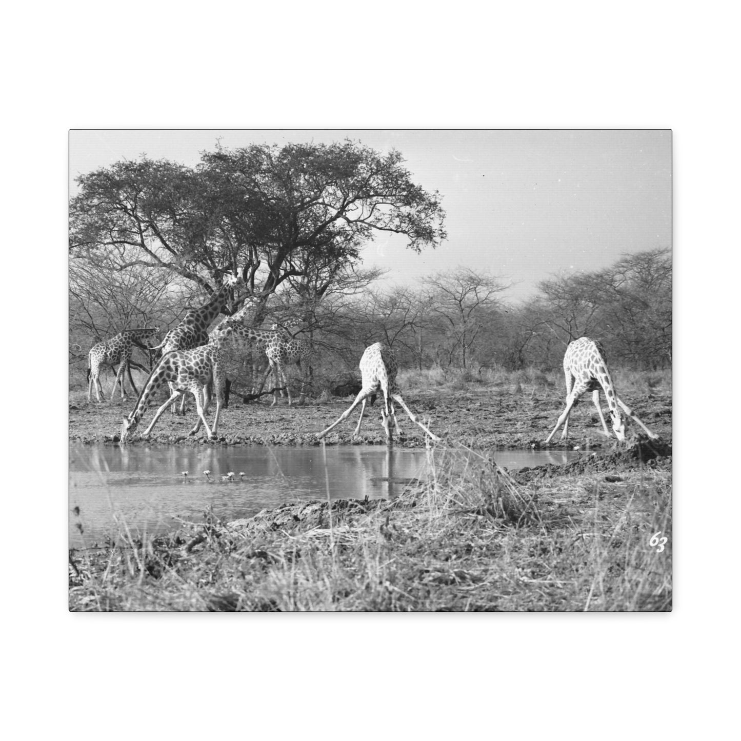 Girafe Matte Canvas, Stretched, 1.25"