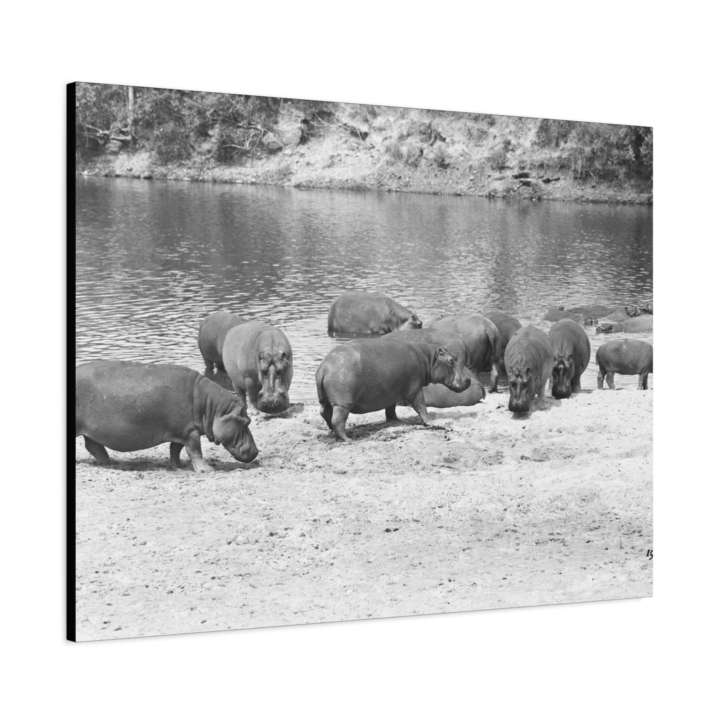 Hippopotamus Matte Canvas, Stretched, 1.25"