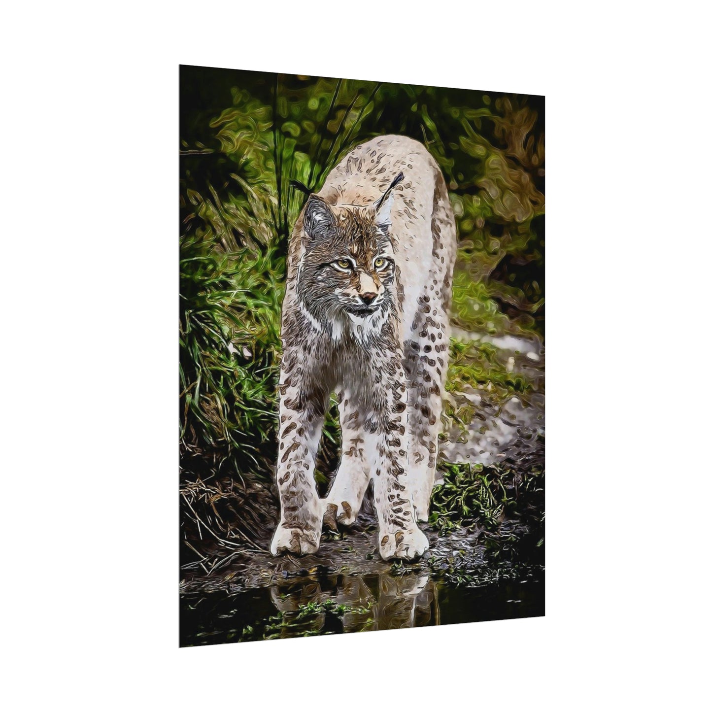 Bobcat Rolled Posters